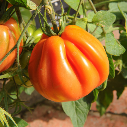 BIO Rajče Coure di Bue oranžové - Solanum lycopersicum - bio semena - 8 ks