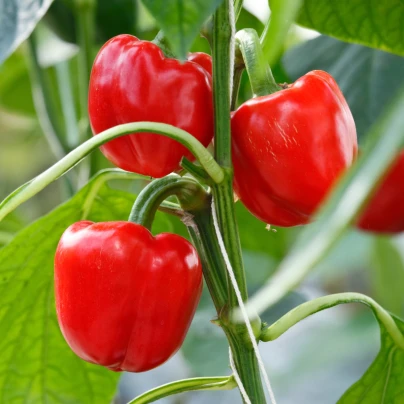 Paprika Snack Red - Capsicum annuum - semena - 6 ks