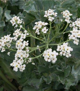 Katráň přímořský - Crambe maritima - semena - 4 ks