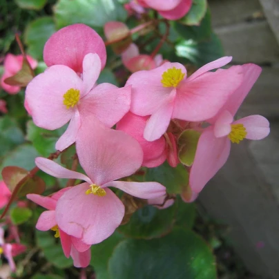 Begonie Super Olympia Rosa - Begonia semperflorens - semena - 12 ks