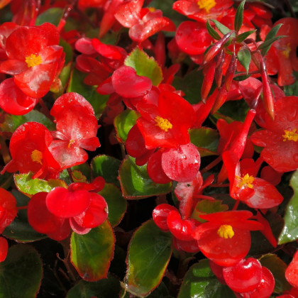 Begonie Super Olympia Červená F1 - Begonia semperflorens - semena - 12 ks
