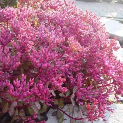 Rozchodník pochybný Voodoo - Sedum spurium - semena - 50 ks