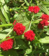 Merlík hlavatý - Chenopodium capitatum - semena - 200 ks