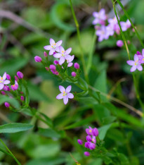 Zeměžluč okolíkatá - Centaurium erythraea - semena - 0,01 g