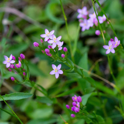 Zeměžluč okolíkatá - Centaurium erythraea - semena - 0,01 g