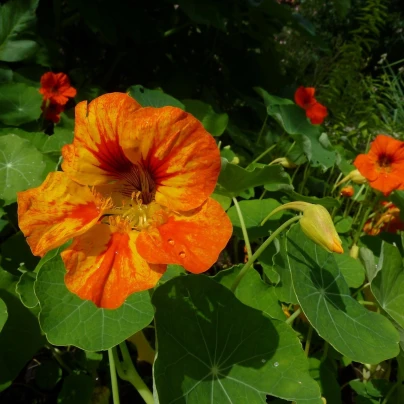 BIO Kapucínka Nasturtium - Tropaeolum majus odor. - bio semena - 10 ks