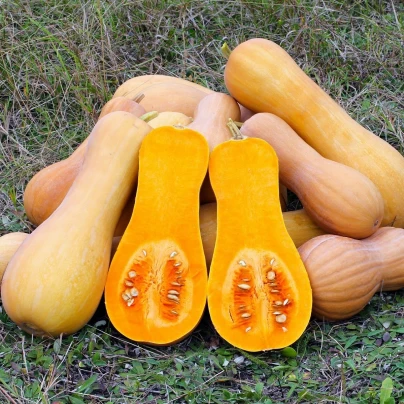 Tykev muškátová Butterscotch PMT F1 - Cucurbita moschata - semena - 5 ks