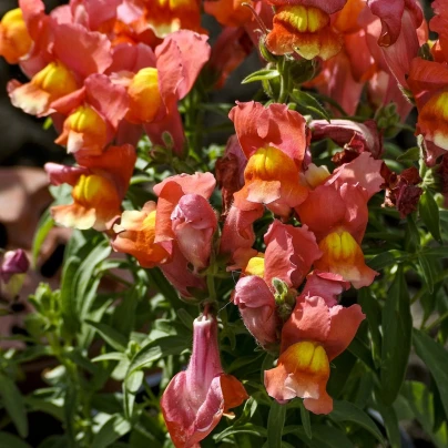 Hledík nízký dvoukvětý Twinny Bronze - Antirrhinum majus - semena - 20 ks