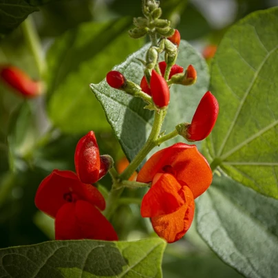 Hrachor Roma Scarlet - Lathyrus odoratus - semena - 15 ks