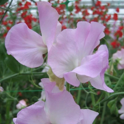 Hrachor Winter Sunshine - Lathyrus odoratus - semena - 12 ks