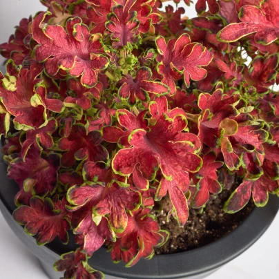 Africká kopřiva Wizard Velvet Rose - Coleus blumei - semena - 30 ks