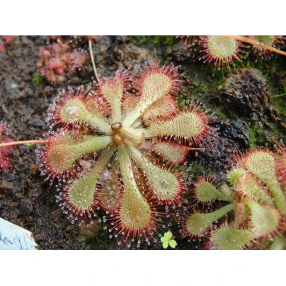 Rosnatka - Drosera dielsiana - semena - 15 ks