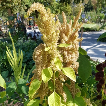 Laskavec Autumn Touch - Amaranthus caudatus - semena - 270 ks