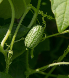 Mexická mini okurka - Zehneria scabra - semena - 5 ks