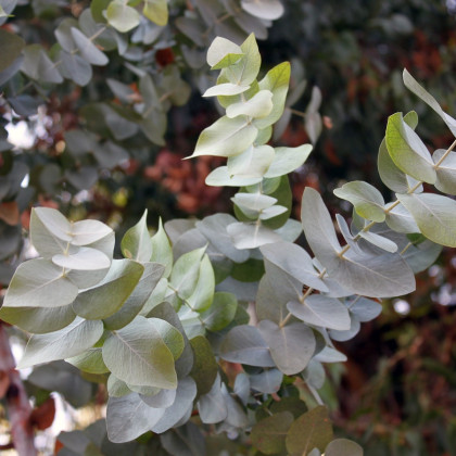 Eucalyptus cinerea - semena - 8 ks