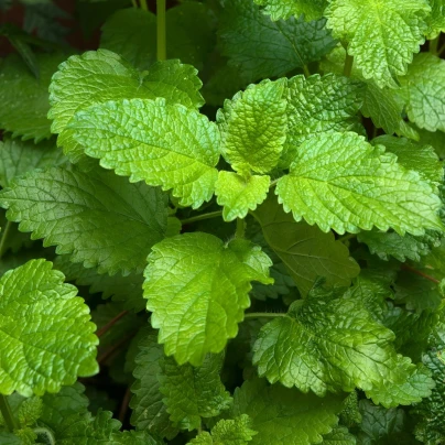 Meduňka Mandarina - Melissa officinalis - semena - 20 ks