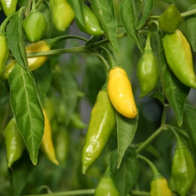 Chilli Lemon Drop - Capsicum baccatum - semena - 7 ks