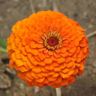 Ostálka Zinderella Orange - Zinnia elegans - semena - 20 ks