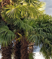 Palma čínská - Livistona Chinensis - semena- 3 ks