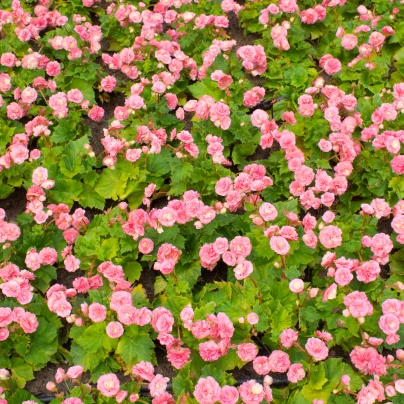 Begónie Big Pink Green Leaf F1 - Begonia benariensis - semena - 8 ks