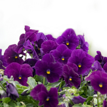 Maceška převislá Cool Wave Purple F1 - Viola x wittrockiana - semena - 10 ks