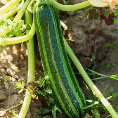 Cuketa Tapir - Cucurbita pepo - semena - 12 ks