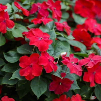 Netýkavka Beacon Bright Red F1 - Impatiens walleriana - semena - 15 ks