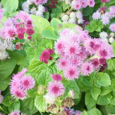 Nestařec americký Pink - Ageratum houstonianum - semena - 30 ks