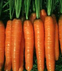 Mrkev Rubina - Daucus carota - semena - 1 g