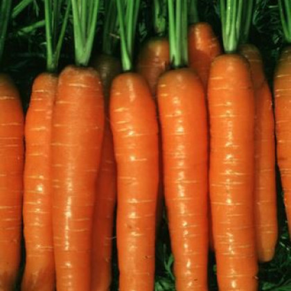 Mrkev Rubina - Daucus carota - semena - 1 g