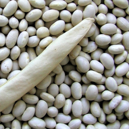 Fazole keříčková Petronila - Phaseolus vulgaris - semena - 50 ks