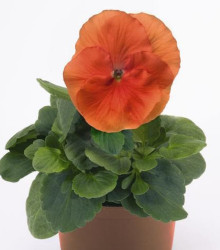 Violka Inspire tmavě oranžová F1 - Viola x wittrockiana - semena - 18 ks