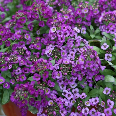 Tařicovka přímořská Fialová královna - Alyssum maritimum - semena - 1 g