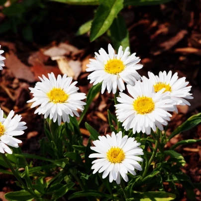 Astra alpínská bílá - Aster alpinus - semena - 50 ks