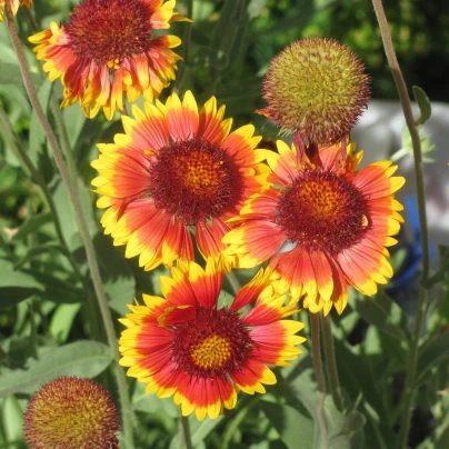 Kokarda velkokvětá - Gaillardia grandiflora - semena - 75 ks