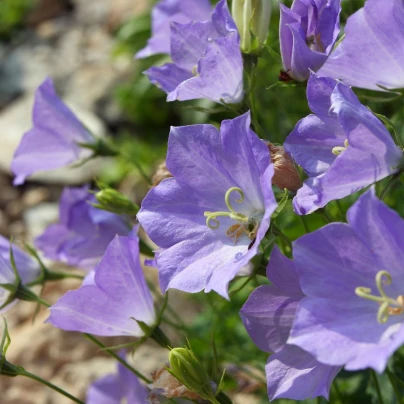 Zvonek karpatský modrý - Campanula carpatica - semena - 400 ks