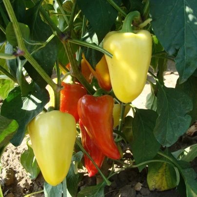 Paprika Zlata - Capsicum annuum - semena - 30 ks