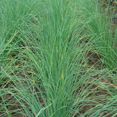 Pažitka Bohemia - Allium Schoenoprasu - semena - 400 ks