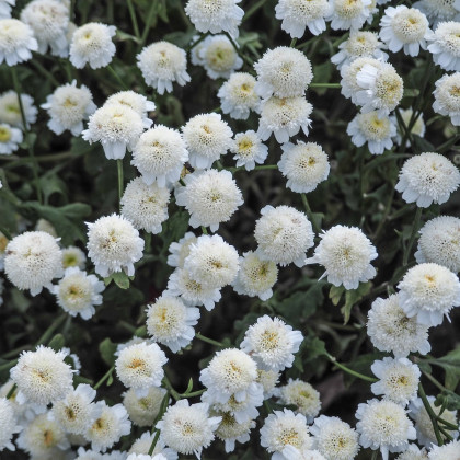 Řimbaba obecná - Chrysanthemum parthenium - semena - 15 ks