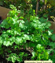 Koriandr setý Leisure - Coriandrum sativum - semena - 100 ks
