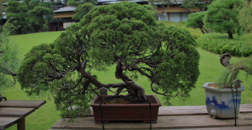 Bonsai, strom v misce, jak na jeho pěstování?