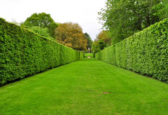 Přemýšlíte jak rozčlenit zahradu? Ideální bude nízký, volně rostoucí, pestrý živý plot (1)