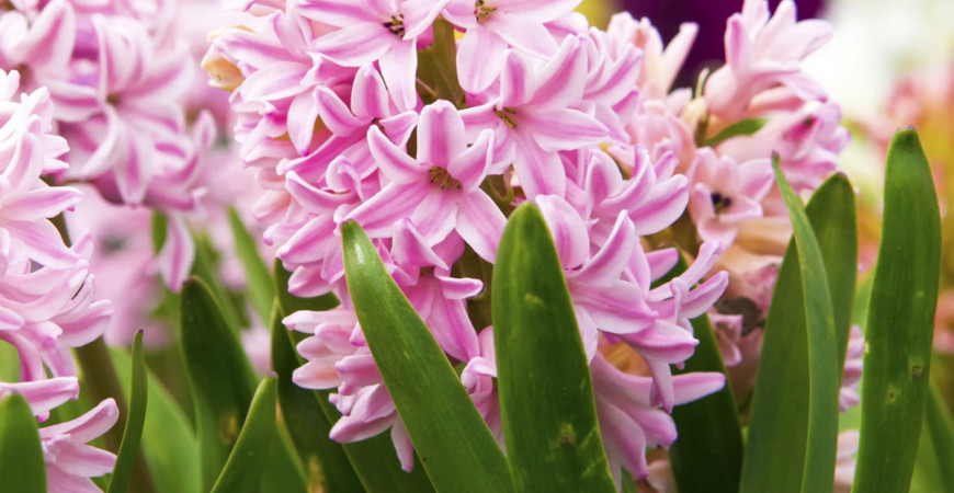 Pestrobarevné hyacinty a jejich rozmnožování