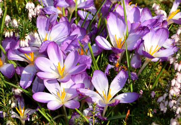 Krokusy svými výrazně zbarvenými květy rozzáří každou zahradu