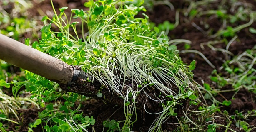 Zelené hnojení a jeho výhody